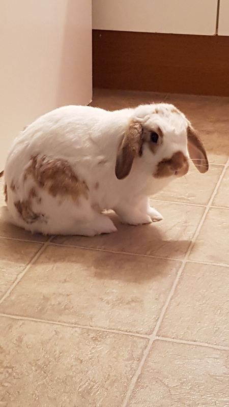 Gizmo