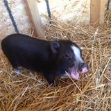 Miss. Piggy