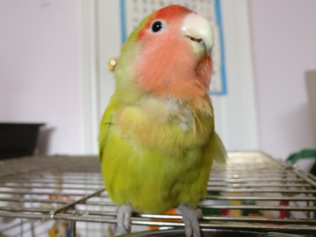 Cupid