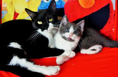 Carrot and Gizmo