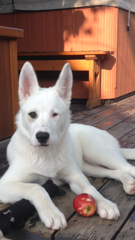 Nikita ( Calypso )