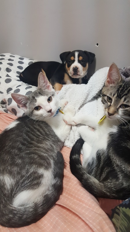 Logan, Loki, and Thor