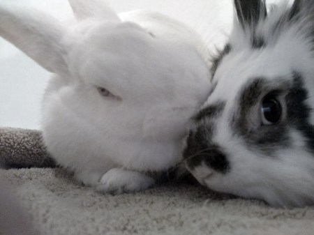 Lavender and Hercules