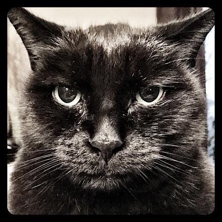 Blackie