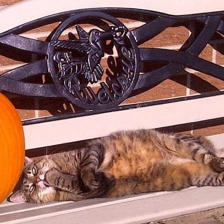 Tabby