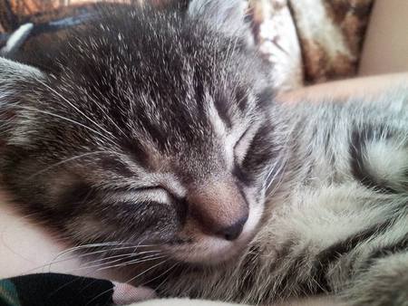 Tigger