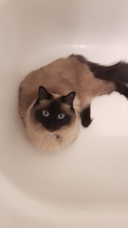 Willow