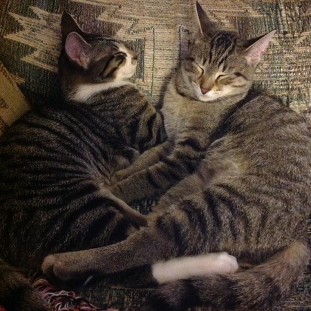 Ziggy and Cleo