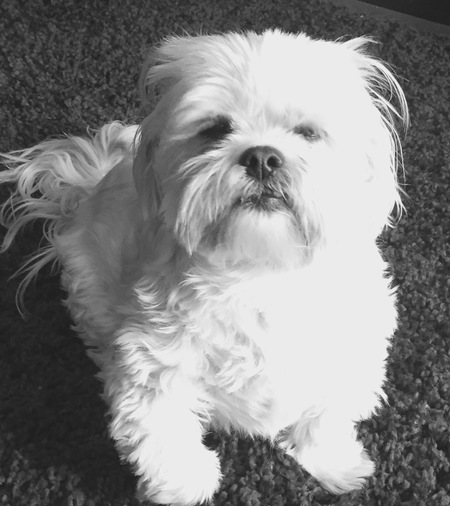 Gizmo