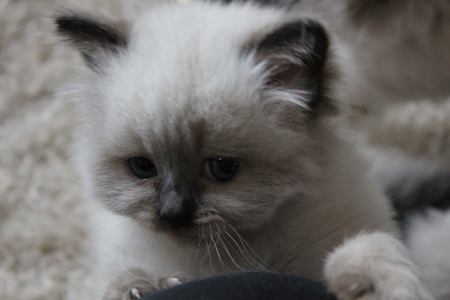 Remy