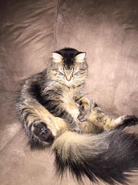 Gus