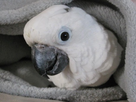 Lola