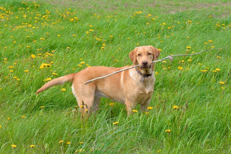 Sadie