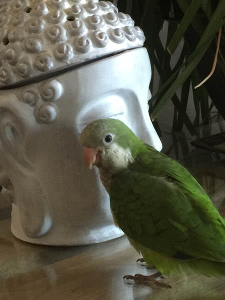 Kiwi