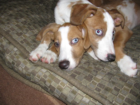 Lady & Zoey