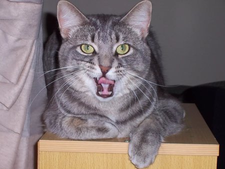 MILO