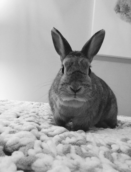 Chubby Bunny