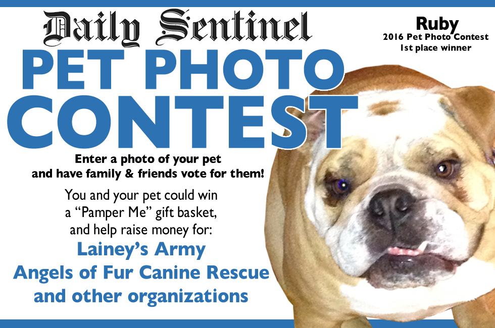 Banner for Daily Sentinel Pet Photo Contest