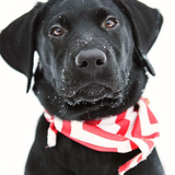 Entry image for Doug