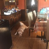 Entry image for Piper and rocky