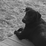 Entry image for Bear