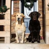Entry image for Jake is the Yellow Lab, Cooper is the Chocolate Lab