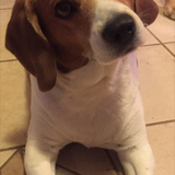 Entry image for Buddy