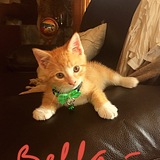 Entry image for Bella