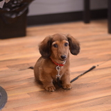 Entry image for Frankie