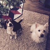 Entry image for Max & Emma Lou