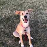 Entry image for Sammi