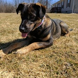 Entry image for Bailey