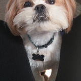 Entry image for Marley