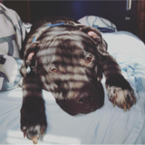 Entry image for Ollie