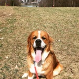 Entry image for Barney 