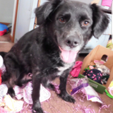 Entry image for Roxy