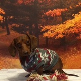 Entry image for Tootsie Roll