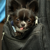 Entry image for Mellie