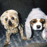Entry image for Cooper and Bella