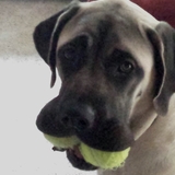 Entry image for Luna / English Mastiff