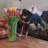 Entry image for Maizey Blue 