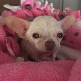 Entry image for Nacho