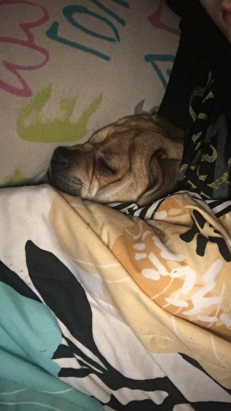 Entry image for Baxter. Clicking this image will show a larger photo