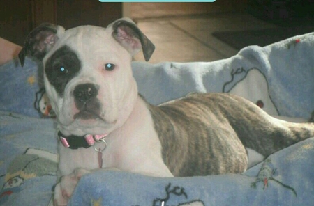 Entry image for Ruby. Clicking this image will show a larger photo