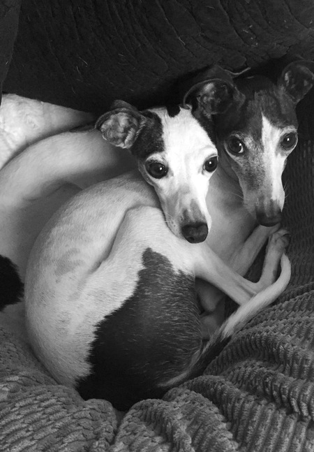 Entry image for Panda & Odie. Clicking this image will show a larger photo