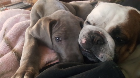 Entry image for Remington & Ruger. Clicking this image will show a larger photo