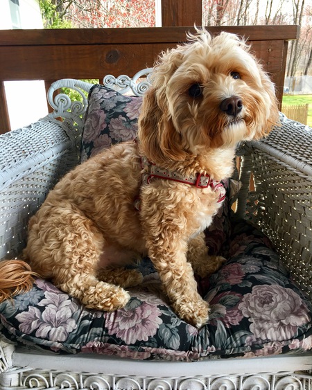 Entry image for Bentley. Clicking this image will show a larger photo