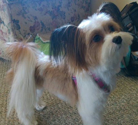 Entry image for Gracie Lou. Clicking this image will show a larger photo
