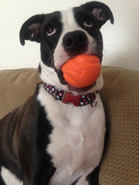 Entry image for Trixie. Clicking this image will show a larger photo