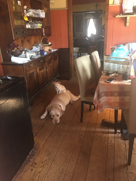 Entry image for Piper and rocky. Clicking this image will show a larger photo